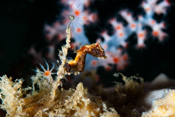 Pontohi Pygmy Seahorse Hippocampus pontohi stock photo