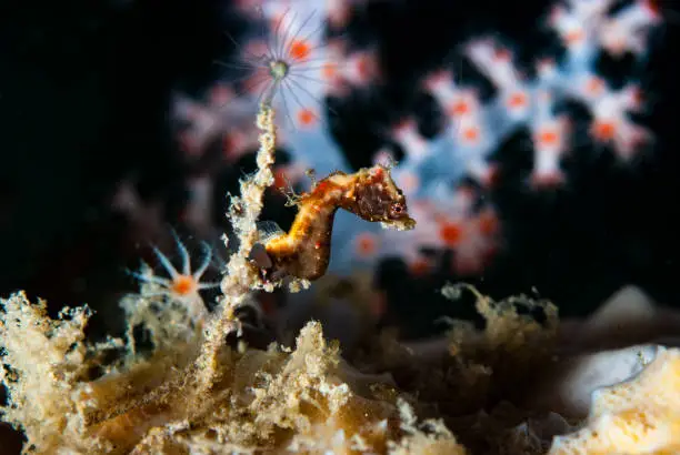 The Pontohi Pygmy Seahorse (Hippocampus pontohi) is a tiny and elusive species of pygmy seahorse that is found in the waters of the Western Pacific Ocean. They are typically only a few millimeters in size and are known for their intricate patterns and colorations that allow them to perfectly blend in with the sea fans and gorgonian corals that they live on. Despite their small size, they are considered to be expert hunters and feed on tiny crustaceans and other small prey. The Pontohi Pygmy Seahorse is a fascinating and unique creature that continues to captivate scientists and marine enthusiasts alike.