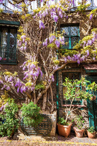 London, UK - 10 May, 2023: A traditional mews house covered with purple wisteria flowers in bloom on a cobbled street in London, UK.