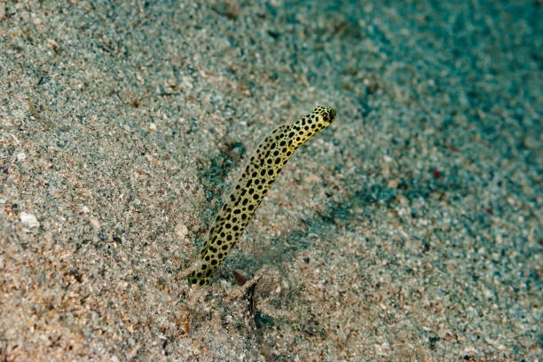 istock Spotted Garden Eel Heteroconger hassi 1489406493