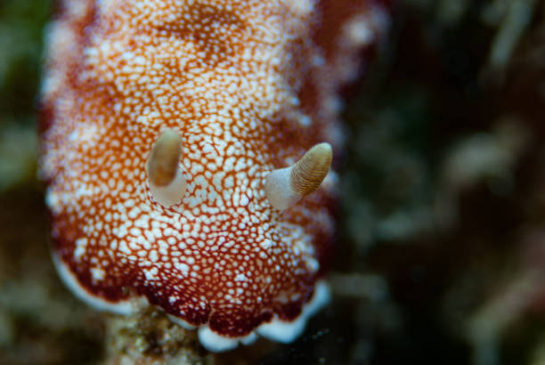 istock Goniobranchus tinctorius Nudibranch 1489406924