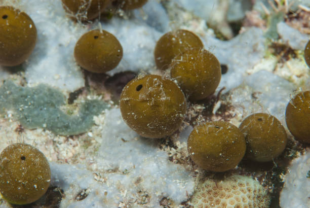 istock Sea Olive Stelletta clavosa 1489406946