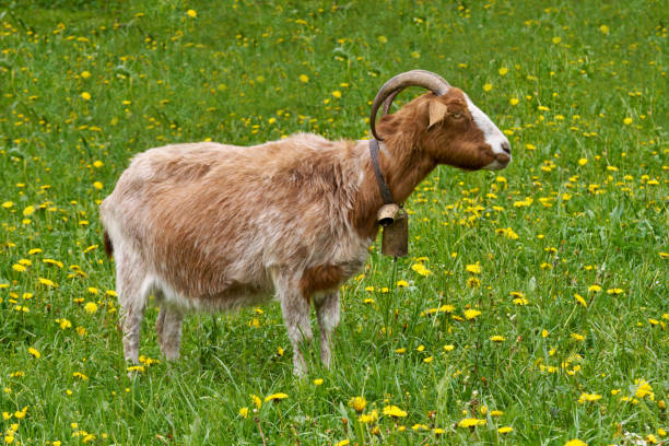 istock Standing brown-white mottled goat with curved horns on a flowering meadow 1489407644
