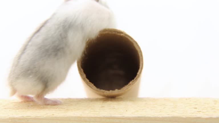 A curious mouse sniffs, searches and runs away. A white hamster runs tunnel