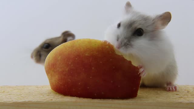 A white hamster is gnawing a piece of a red apple. The rodent eats vegetables.