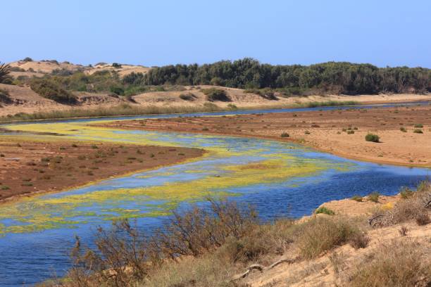 istock Morocco - Souss Massa National Park wetlands 1489410284