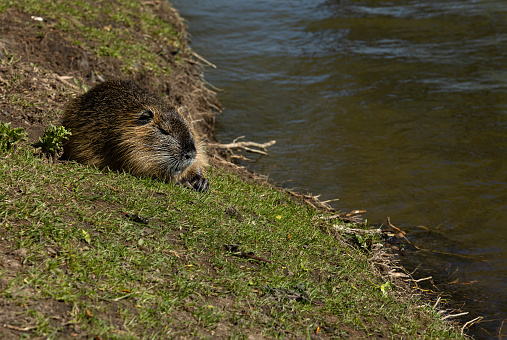 swamp beaver basking in the spring sun. Nutria in the park on the banks of the Vltava