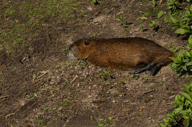 Coypu is swimming in murky river water