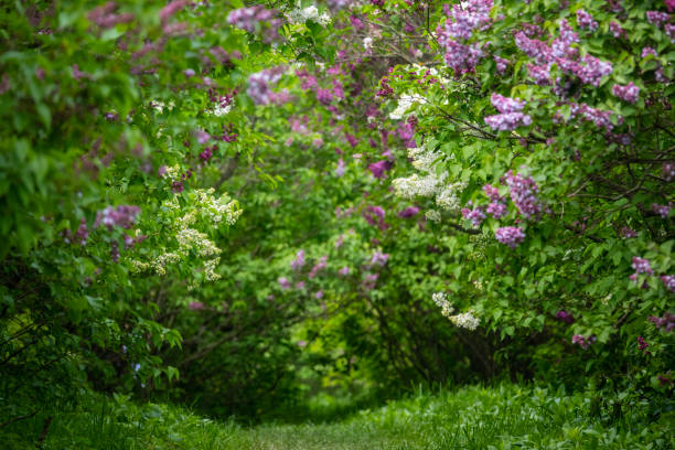 istock Sunny alley of blooming lilac 1489412745
