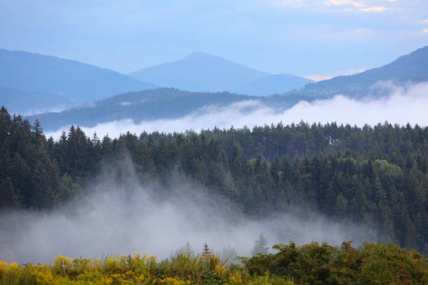 istock Misty forests in Carinthia, Austria 1489415183