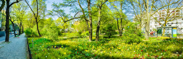 A sunny day in the park. The park is lush and green, with blooming flowers of all colors. The blue sky is a perfect backdrop. There are no people in the park, giving it a sense of peace and tranquility.