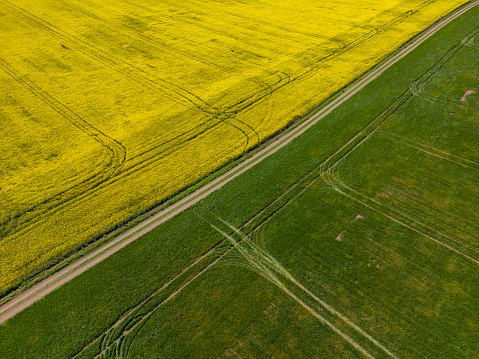 aerial top view of a yellow rapeseed field and green wheat field divided by a rustic dirt road.