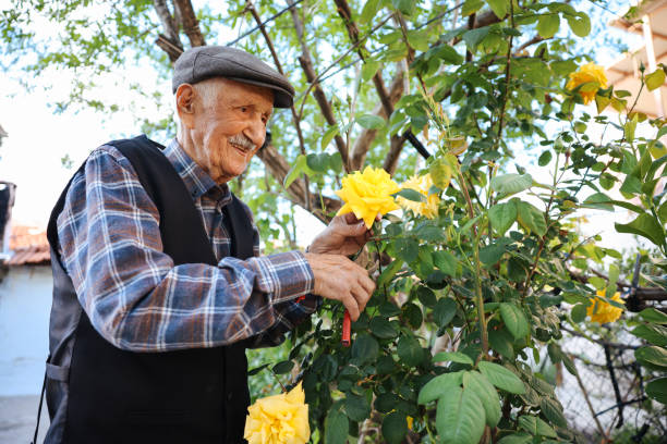 istock Senior man in rose garden 1489417395