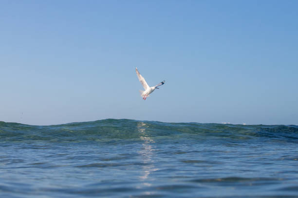 A bird flying low above the ocean water.