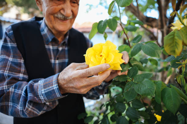 istock Senior man in rose garden 1489418754