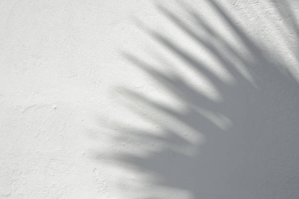 istock Shadow of tropical leaf on white textured wall 1489420923