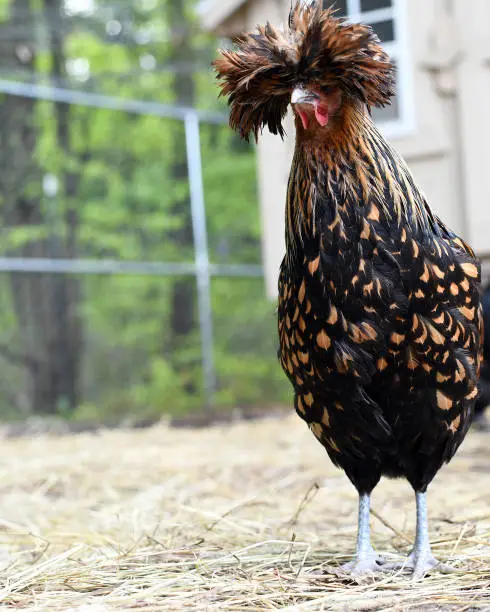 Polish chicken standing upright, coop and run background, copy space