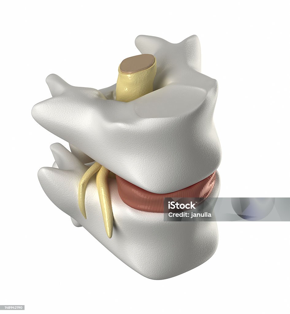 Rückenwirbel, intervertebral Ermäßigung und Rückenmark - Lizenzfrei Anatomie Stock-Foto