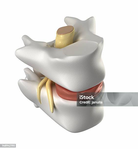 Rückenwirbel Intervertebral Ermäßigung Und Rückenmark Stockfoto und mehr Bilder von Anatomie