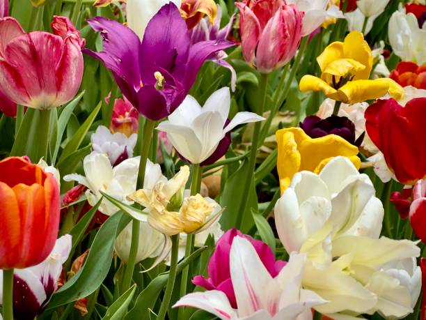 istock Variety of colored tulips 1489421974