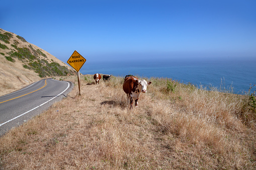 cow at cabrillo highway with ocean view