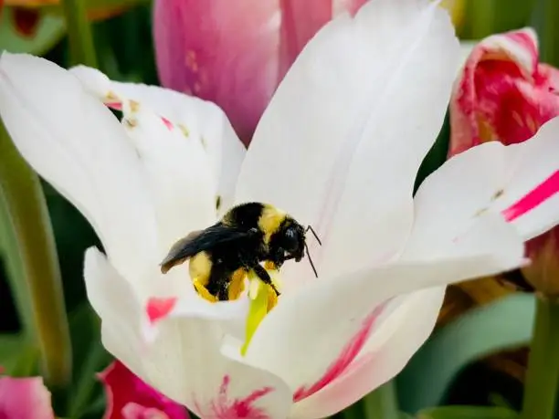 Bubble bee sitting on open tulip flower. Insect