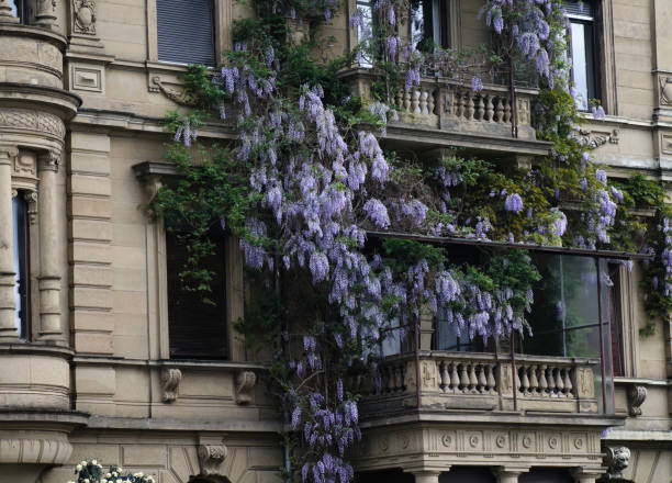 istock Wisteria flowers on the balcony 1489423894