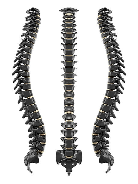 척추 검은색과 골든 - human spine chiropractor three dimensional shape healthcare and medicine 뉴스 사진 이미지