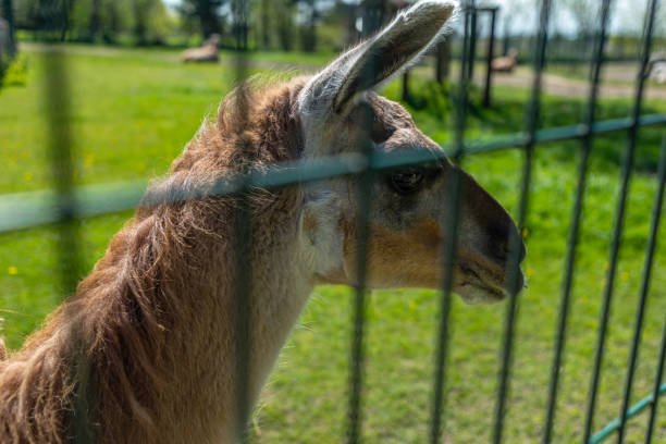 Portrait of a brown alpaca behind bars in a farm