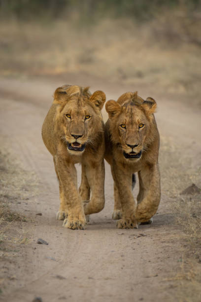 istock Two young male lions walk down track 1489425422
