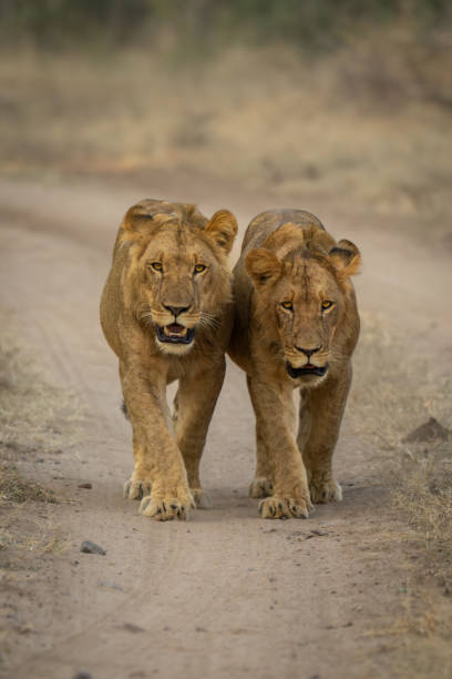 istock Two young male lions walk along track 1489425430