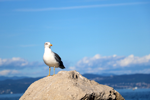 A seagull stands on a stone against the backdrop of mountains and the sea