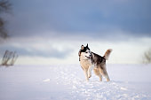 black and white siberian husky with blue eyes walks in the snow in winter against the background of the evening sky