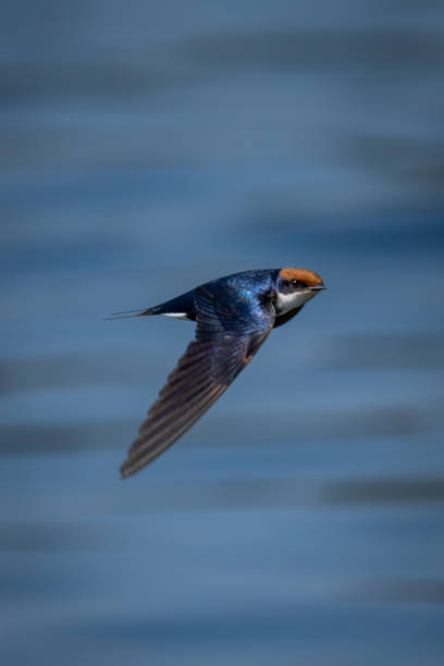istock Wire-tailed swallow with catchlight flies across river 1489427448