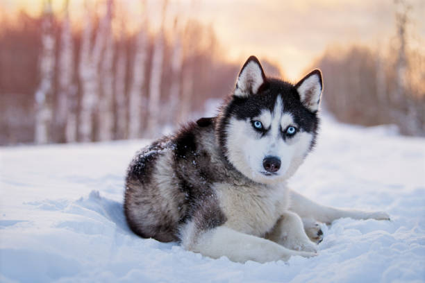 husky sibérien noir et blanc aux yeux bleus marche dans la neige en hiver sur fond de ciel du soir - black forest forest sky blue photos et images de collection