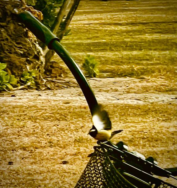 Cropped Photo Varibbean Yellow Bird in Flight