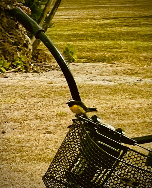 istock Cropped Caribbean Yellow Bird Resting on Handle Bars 1489429058