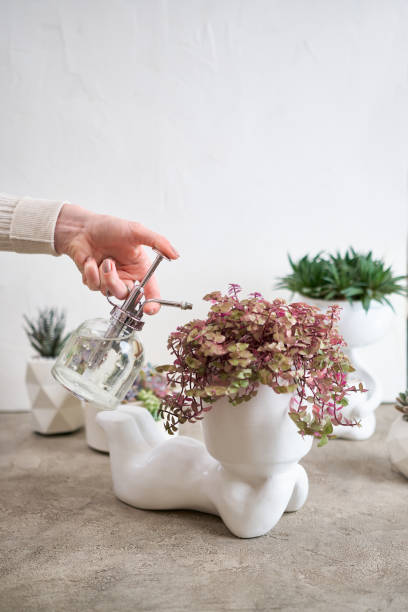 istock Potted House plant in white ceramic human like pot 1489431730