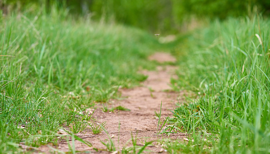 Spring path with green grass. Close-up. Nature.