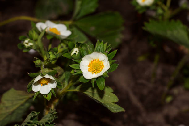 White strawberry flowers in the garden