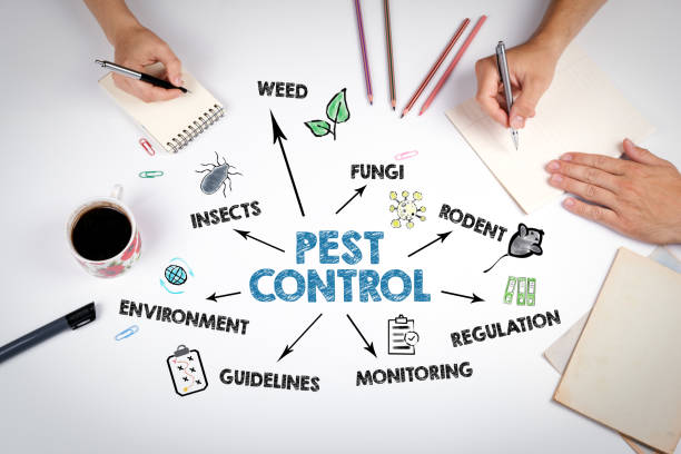 istock Pest Control Concept. The meeting at the white office table 1489432594