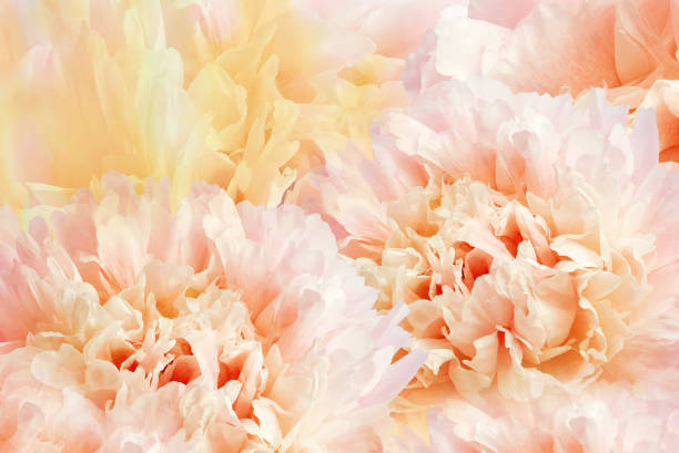 istock Floral spring background. Petals flowers. Close-up. Nature. 1489432623