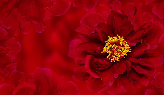 Floral red background. Flower peony and petals flowers. Close-up. Nature.