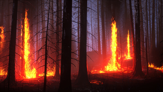 Forest Fire, Forest, Fire - Natural Phenomenon, Slash And Burn, Tree