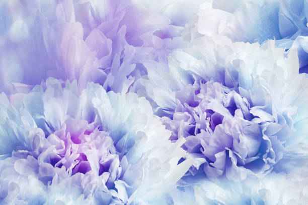 istock Floral spring background. Peonies flowers close-up. Nature. 1489433697