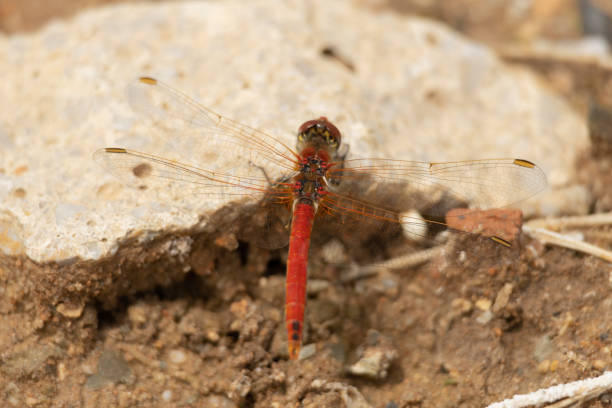 istock dragonfly, animal, wild,insect, summer, macro, closeup 1489433740