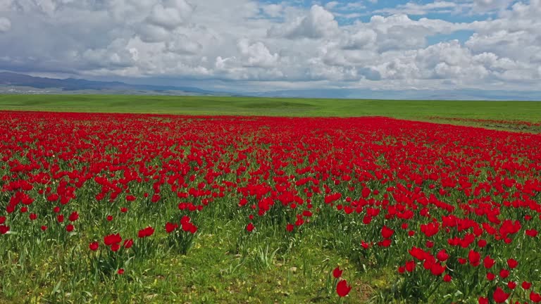 natural field of red tulips. naturally grown tulips.