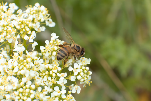 Bee, nature, flower, spring, fly, plant, honey, pollen, macro, closeup