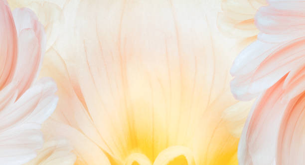 istock White-yellow   petals.   Floral spring background. Close-up. Nature. 1489434475