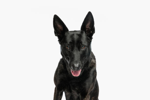 istock beautiful dutch shepherd dog sticking out tongue and panting 1489437321